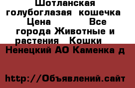 Шотланская голубоглазая  кошечка › Цена ­ 5 000 - Все города Животные и растения » Кошки   . Ненецкий АО,Каменка д.